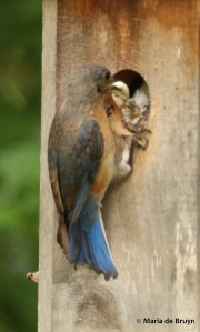 Eastern bluebird DK7A8089© Maria de Bruyn