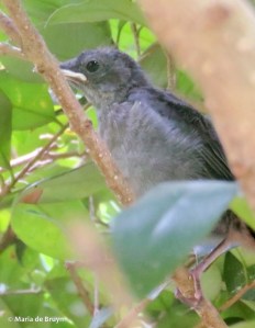 gray catbird IMG_3933© Maria de Bruyn res