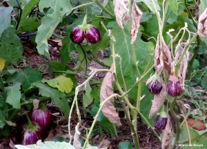 Karen plant IMG_5156© Maria de Bruyn res