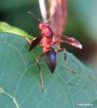 Paper wasp IMG_5182© Maria de Bruyn res