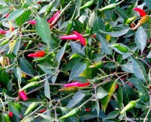 pepper IMG_5115© Maria de Bruyn res