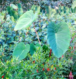 taro IMG_5201© Maria de Bruyn res