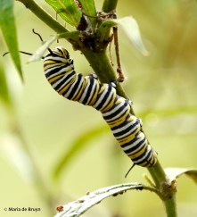 monarch DK7A6427© Maria de Bruyn res