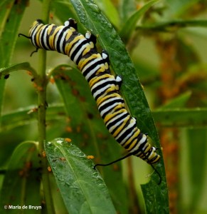 monarch DK7A6518© Maria de Bruyn res