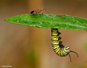 monarch DK7A6569© Maria de Bruyn res