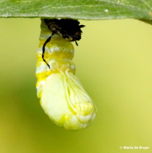 monarch DK7A7526© Maria de Bruyn