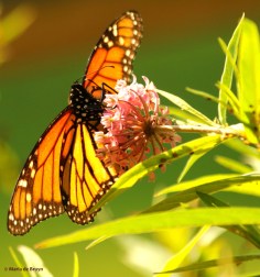 monarch DK7A7842© Maria de Bruyn res