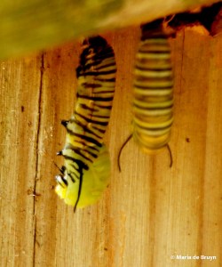 monarch DK7A8552© Maria de Bruyn