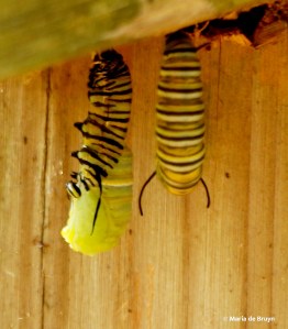 monarch DK7A8588© Maria de Bruyn