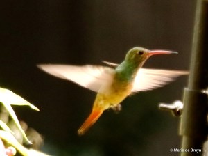 buff-bellied hummingbird DK7A1131© Maria de Bruyn