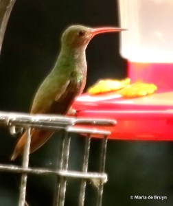buff-bellied hummingbird DK7A1171© Maria de Bruyn