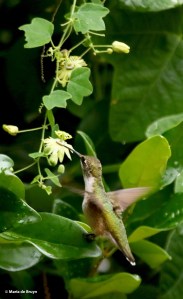 DK7A0555© Maria de Bruyn res