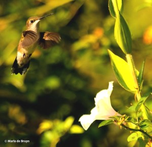 DK7A2213© Maria de Bruyn res