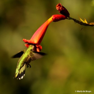 DK7A2289© Maria de Bruyn res