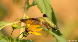 DK7A7165© Maria de Bruyn res