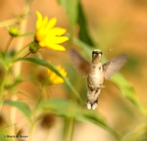 DK7A7171© Maria de Bruyn