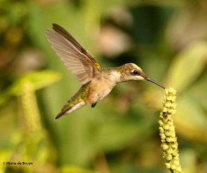 DK7A7178© Maria de Bruyn (2) res