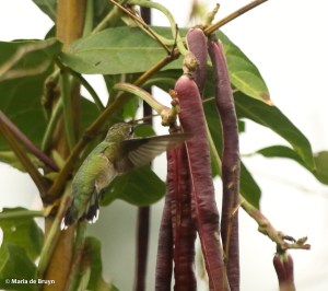 DK7A7360© Maria de Bruyn res