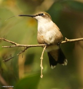 DK7A7808© Maria de Bruyn