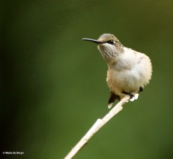 ruby-throated hummingbird DK7A0181© Maria de Bruyn res