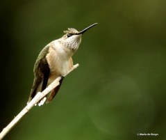 ruby-throated hummingbird DK7A0712© Maria de Bruyn res