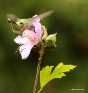 ruby-throated hummingbird DK7A0820© Maria de Bruyn