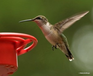 ruby-throated hummingbird DK7A0866© Maria de Bruyn res