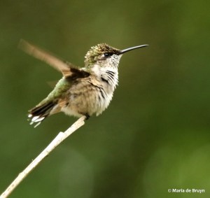ruby-throated hummingbird DK7A1828© Maria de Bruyn res