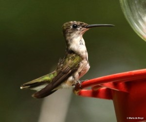 ruby-throated hummingbird DK7A2084© Maria de Bruyn res