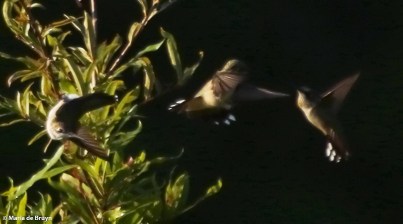 ruby-throated hummingbird DK7A2116© Maria de Bruyn