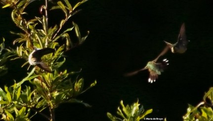 ruby-throated hummingbird DK7A2117© Maria de Bruyn