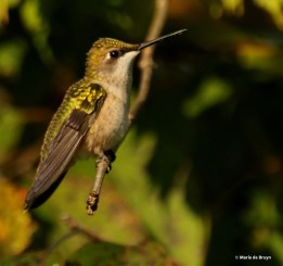 ruby-throated hummingbird DK7A2402© Maria de Bruyn res