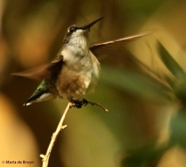 ruby-throated hummingbird DK7A7353© Maria de Bruyn res