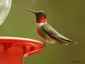 ruby-throated hummingbird DK7A8190© Maria de Bruyn res