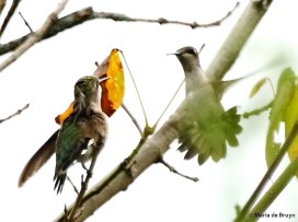 ruby-throated hummingbird DK7A9401© Maria de Bruyn