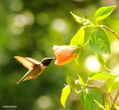 ruby-throated hummingbird IMG_0379© Maria de Bruyn