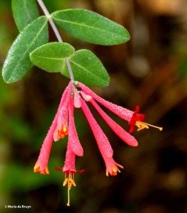 Coral honeysuckle DK7A6792© Maria de Bruyn res