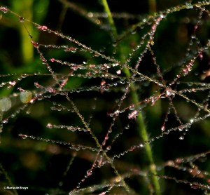 dewdrops DK7A2989© Maria de Bruyn