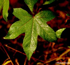 dewdrops IMG_7571© Maria de Bruyn res
