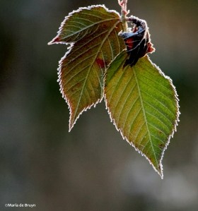 frosty morning leaves IMG_7351©Maria de Bruyn Nat Geo