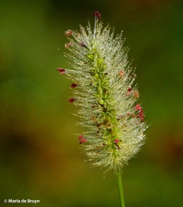 grass dewdrops DK7A3012© Maria de Bruyn res