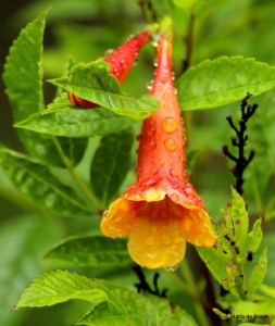 Orange mahagony esperanza IMG_6414© Maria de Bruyn res