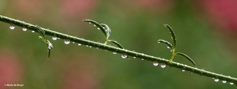 rain drops DK7A8020© Maria de Bruyn res