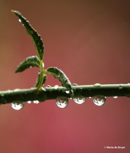 rain drops DK7A8052© Maria de Bruyn 2 res