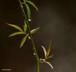 rain drops IMG_8843© Maria de Bruyn res