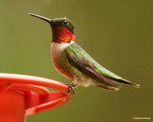 ruby-throated hummingbird DK7A8190© Maria de Bruyn res