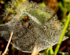 sheetweb dwarf spider DK7A4076© Maria de Bruyn res