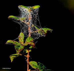 spider web splendor IMG_2727©Maria de Bruyn res