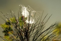 spider web with dewdrops IMG_2683©Maria de Bruyn res