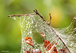 spider web with dewdrops IMG_6396© Maria de Bruyn res